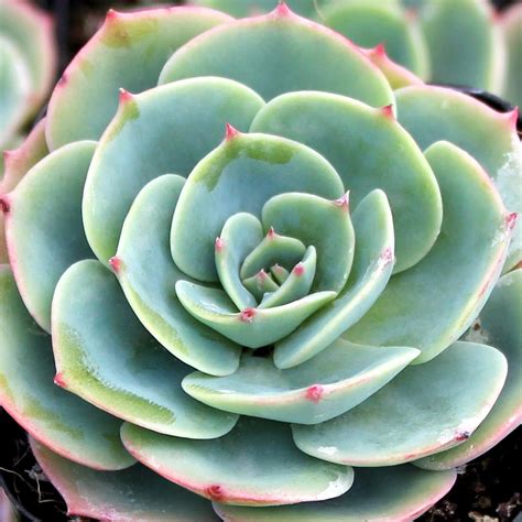 Echeveria imbricata - Blue Rose Echeveria - Mountain Crest Gardens