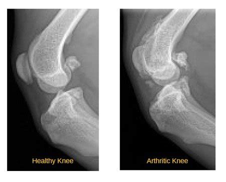 Canine Osteoarthritis: : Symptoms, Treatment and Prevention