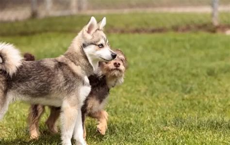 Husky Doodle Puppies For Sale