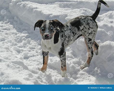 Catahoula Leopard Dog Rests On The Bed Stock Image | CartoonDealer.com ...