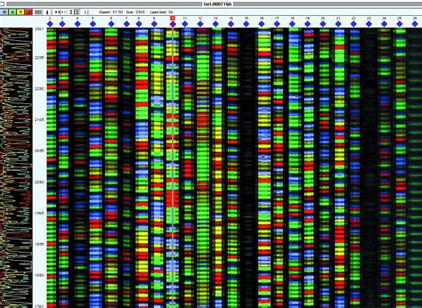 Multimedia Gallery - DNA Sequencing Process (Step 5) | NSF - National Science Foundation