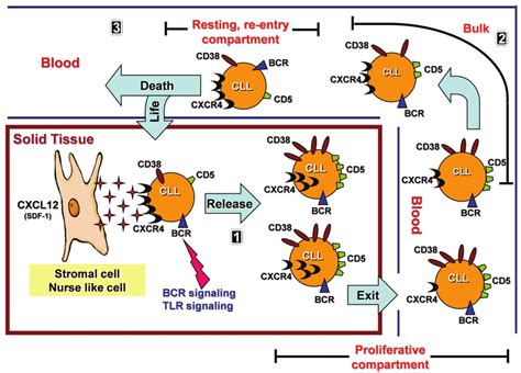 Hypothetical model of the lifecycle of a CLL B cell. Part 1: CLL cells... | Download Scientific ...