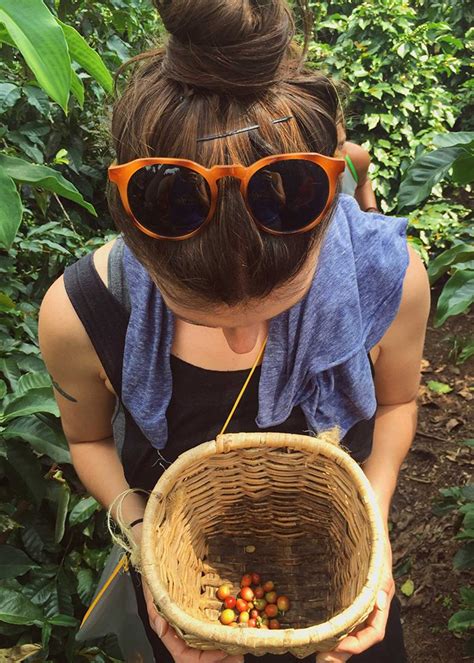 Picking Coffee fruit in Salento, Colombia - Brooklyn Tropicali