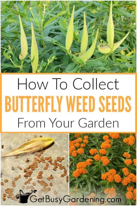 How To Harvest Butterfly Weed Seeds - Get Busy Gardening