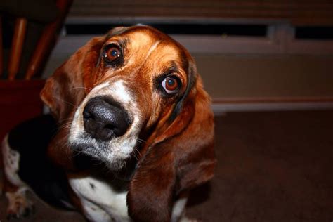 Basset hound Frank