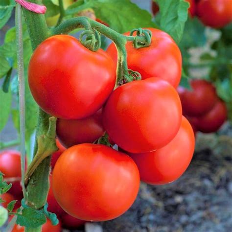 Tomato Early Girl - Moss Greenhouses