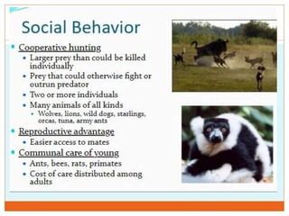 Social Behavior in Animals | PPT