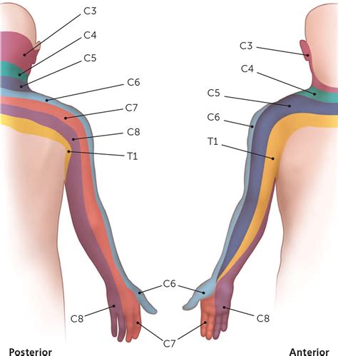 Peripheral Nerve Entrapment and Injury in the Upper Extremity | AAFP