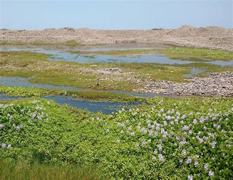 Freshwater Marshes - Avian Report