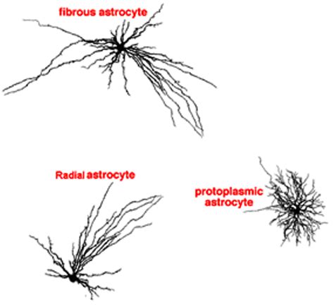 Astrocyte: Structure, Function and Disease ~ Advanced Neurobiology