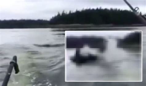 WATCH: Shocking video as sea monster attacks sea lion prey | Travel ...