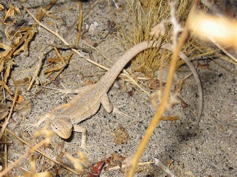 How to Take Care of A Long-tailed Lizard | Did You Know Pets