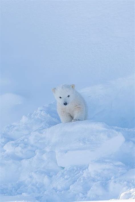 Polar Bear Cub en 2024 | Ours polaire, Ours blanc, Animaux