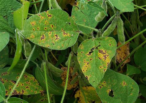 Late Season Soybean Diseases Widespread in Areas of Nebraska | CropWatch | University of ...