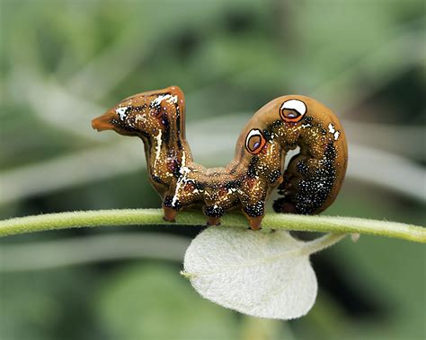 Selective focus photography of brown caterpillar, moth HD wallpaper | Wallpaper Flare