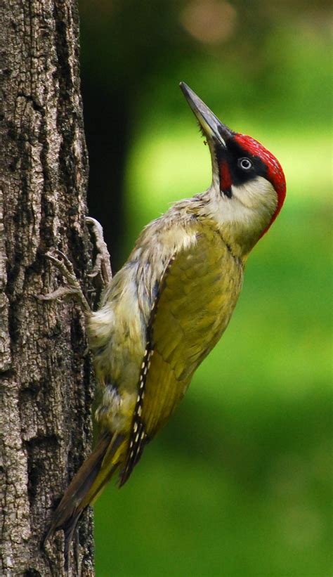 File:RO B Carol Park green woodpecker crop.jpg - Simple English ...