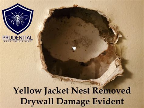 Yellow Jacket Nest in Wall Treatment - Prudential Pest Solutions