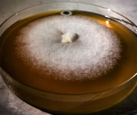 My experiment report : Panaeolus Cyanescens mycelium growth after 5 days on different agar ...