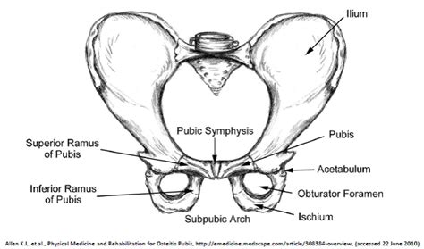 Pubic Symphysis Dysfunction - Physiotherapy Manly