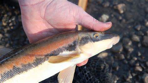 Changes needed to protect longnose suckers, other Wisconsin fish