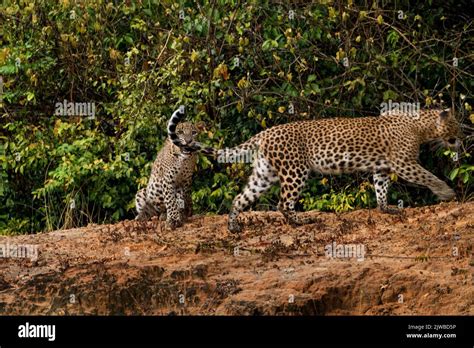 Leopards of Sri Lanka in the wild Stock Photo - Alamy