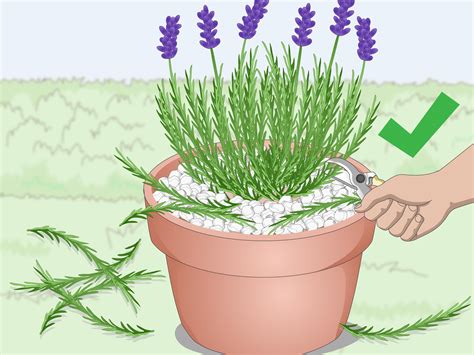 How to Plant Lavender in Pots: 13 Steps (with Pictures) - wikiHow