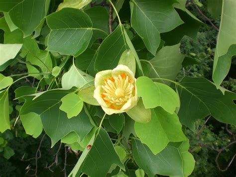 Woods Walks and Wildlife: The top of a Tulip Tree