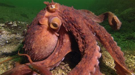 Interessante feiten over de Octopus Habitat - fascination-of-light