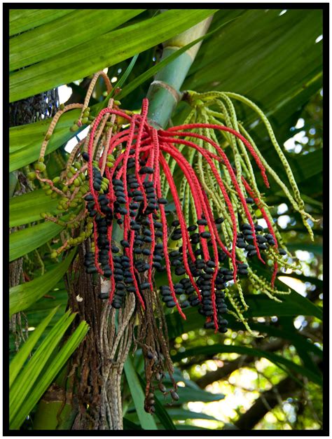 Shutterbugs Capturing the World Around Us: Weird Plants