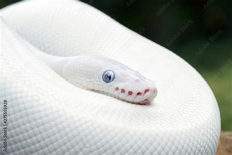 White (Leucistic) Ball Python Snake Stock Photo | Adobe Stock