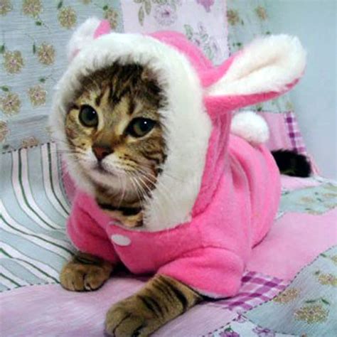 Winter Cat Clothes Costume Clothes For Cats Hoodies Cat Coat Puppy Outfit Fleece Warm Cute ...