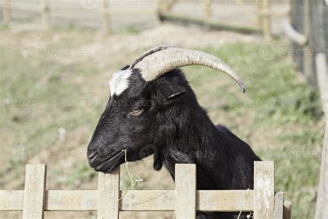 Wild goat with horns 2883541 Stock Photo at Vecteezy