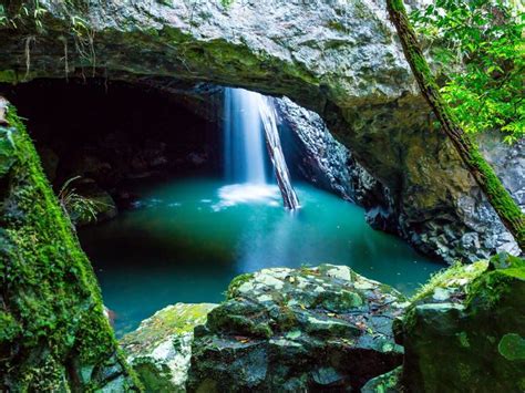 springbrook national park australia - Google Search | National parks, National park photos ...