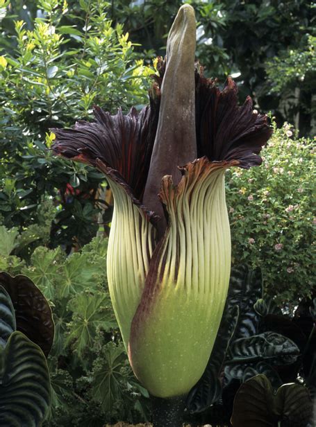 No Sweet Smell: Stinky ‘Corpse Flower’ Prepares to Bloom in Ohio | TIME.com