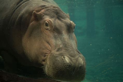 Hippo (underwater) | Underwater, Hippo, Busch gardens