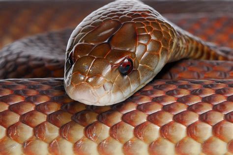 Shannon Wild - King Brown Snake (Pseudechis australis) close up...