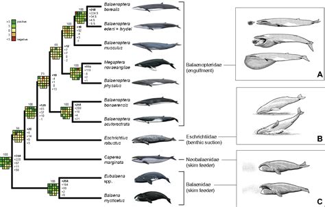 Baleen whales and Toothed whales, explained