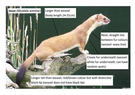 Weasel | Mammals, Power animal, Species