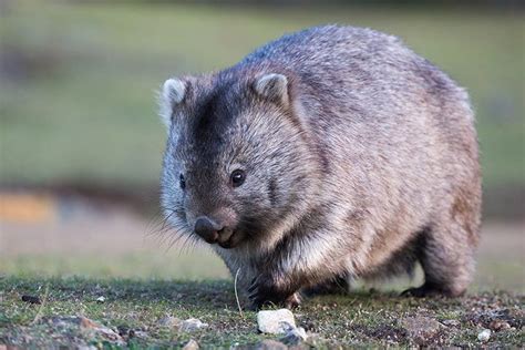 Wombat - Animal Facts for Kids - Characteristics & Pictures