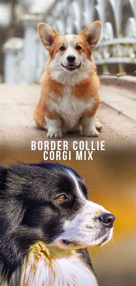 Border Collie Corgi Mix - Two Very Different Breeds Combined - The Happy Puppy Site