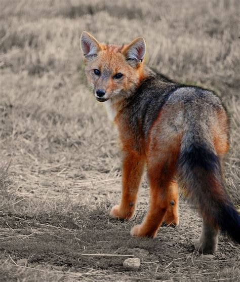 Culpeo Fox | Animals wild, Wild dogs, Maned wolf