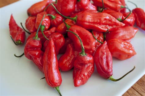 Cooking with Super Hot Chile Peppers | Burn Blog