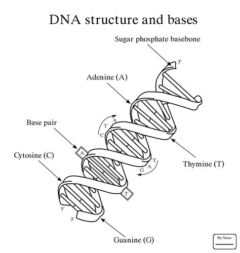 Dna Printable Diagram To Color