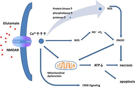 Frontiers | Molecular Mechanisms of Glutamate Toxicity in Parkinson’s Disease