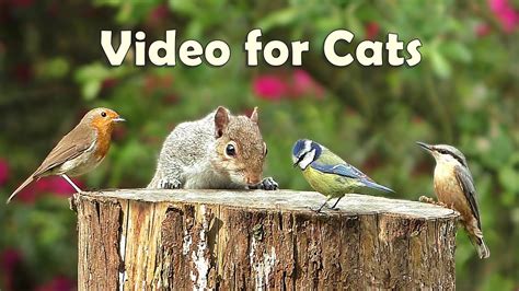 Video for Cats to Watch - 8 Hour Megamix ⭐ - YouTube