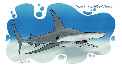Shark Week 2020: Day 04 - Great Hammerhead by RileyTNT on Newgrounds
