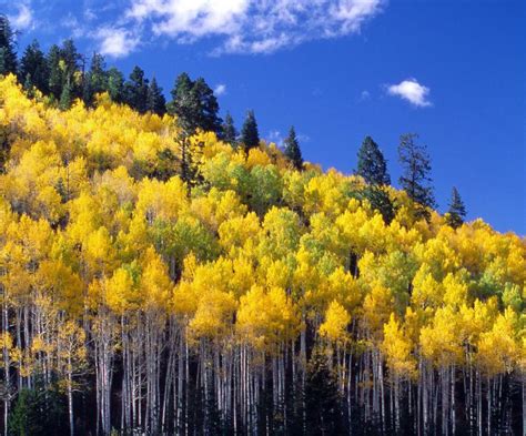 Grand Canyon National Park - North Rim Fall Aspens | Shutterbug