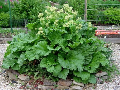 When and how to plant rhubarb | PennLive.com