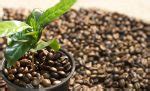 Homeopathic Coffea Cruda: Facts, Health Benefits, Uses