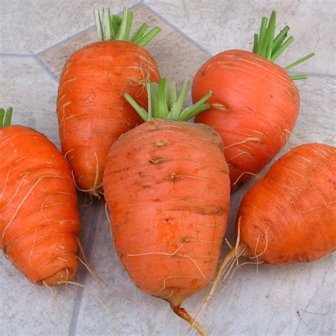 Carrot, Oxheart | Siskiyou Seeds